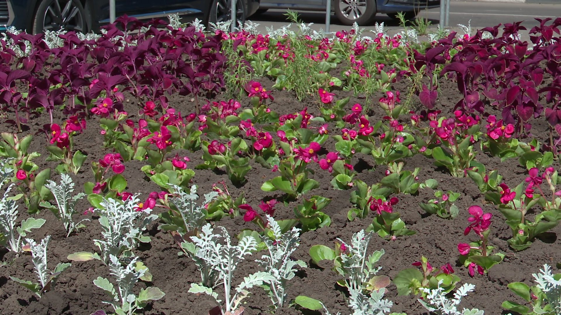 реутов, цветы, благоустройство, высадка цветов, клумбы,