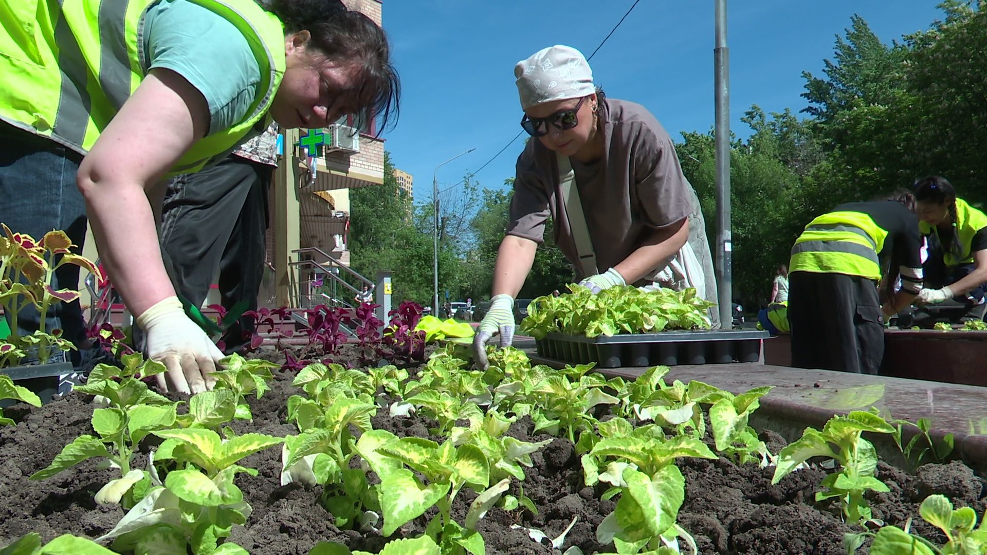 реутов, цветы, благоустройство, высадка цветов, клумбы,