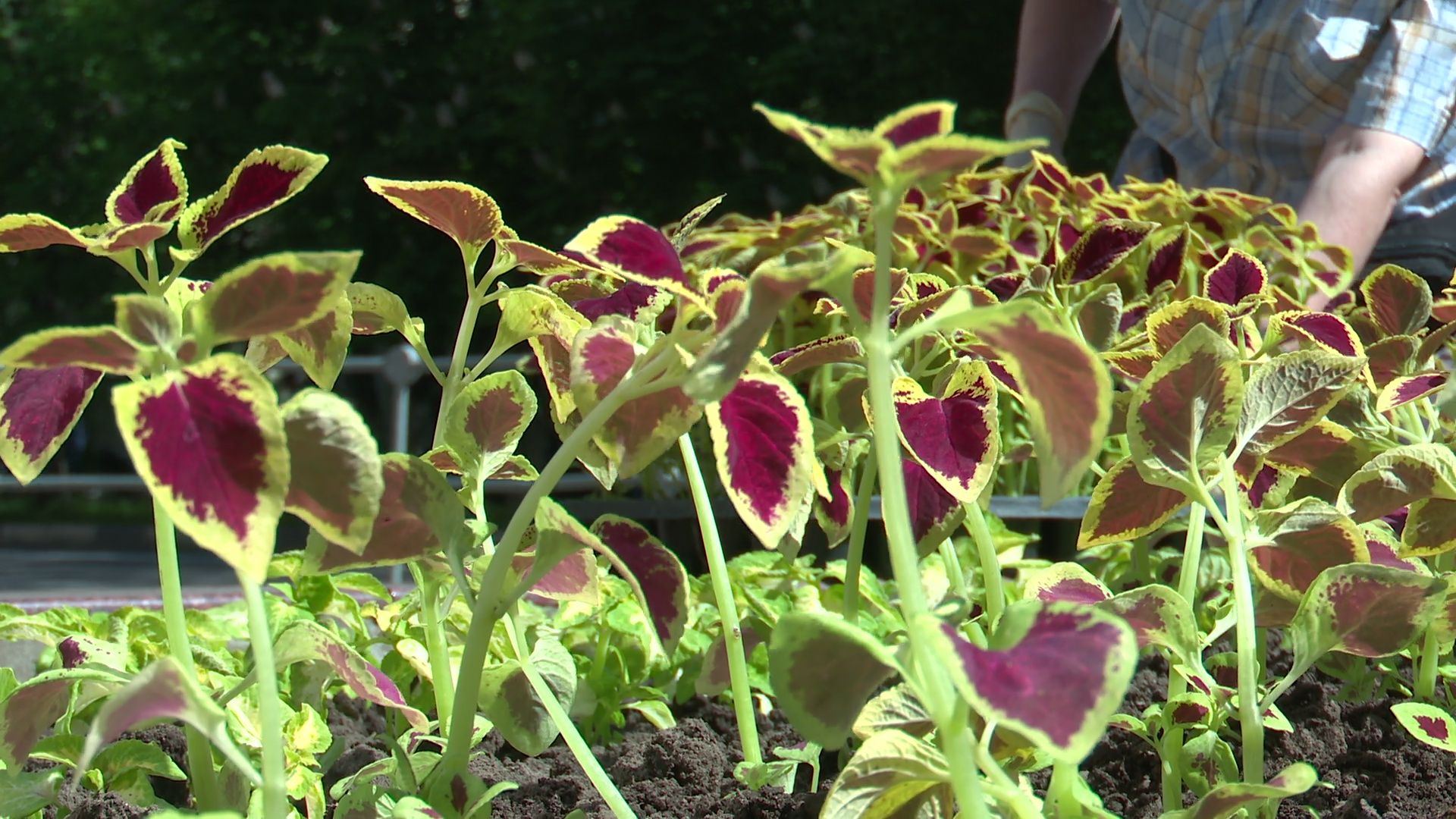 реутов, цветы, благоустройство, высадка цветов, клумбы,