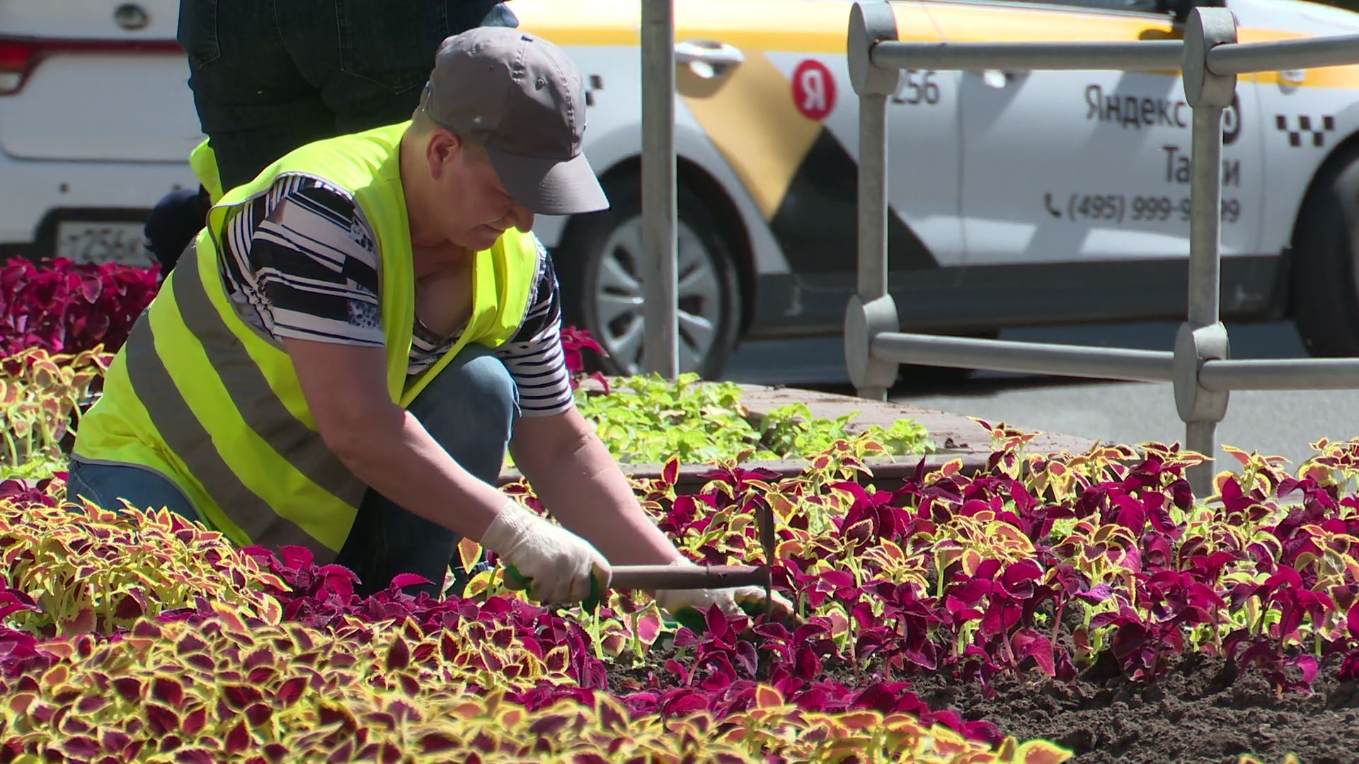 реутов, цветы, благоустройство, высадка цветов, клумбы,