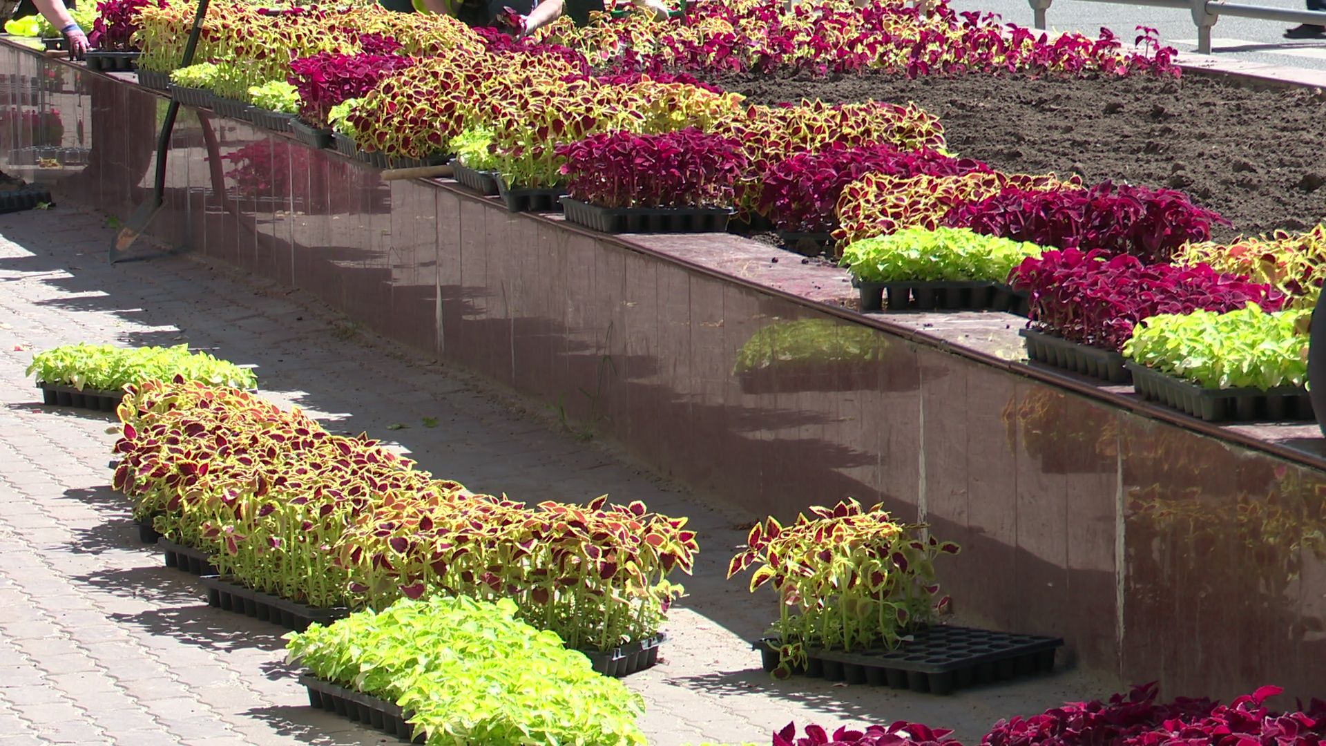 реутов, цветы, благоустройство, высадка цветов, клумбы,