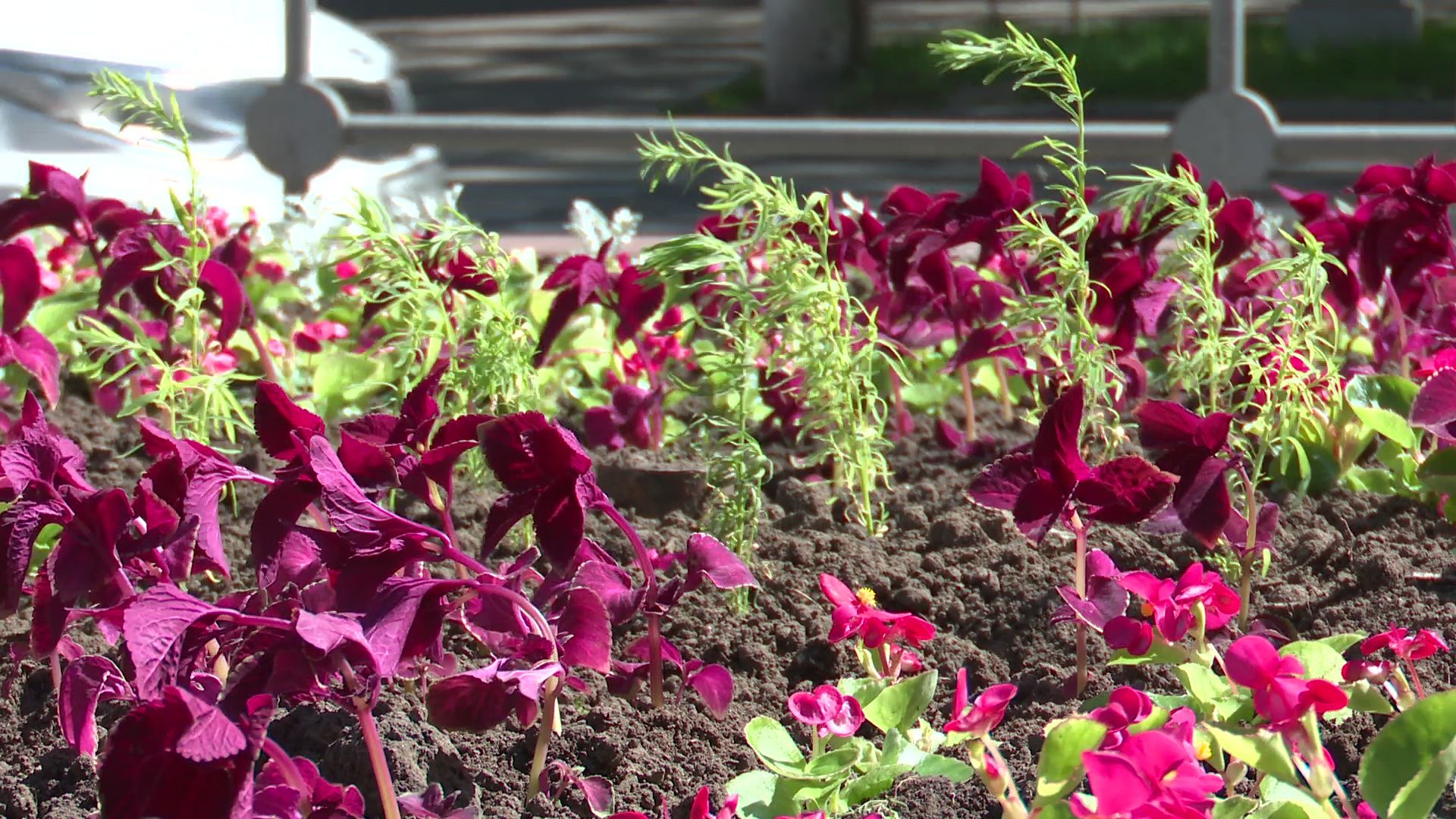 реутов, цветы, благоустройство, высадка цветов, клумбы,