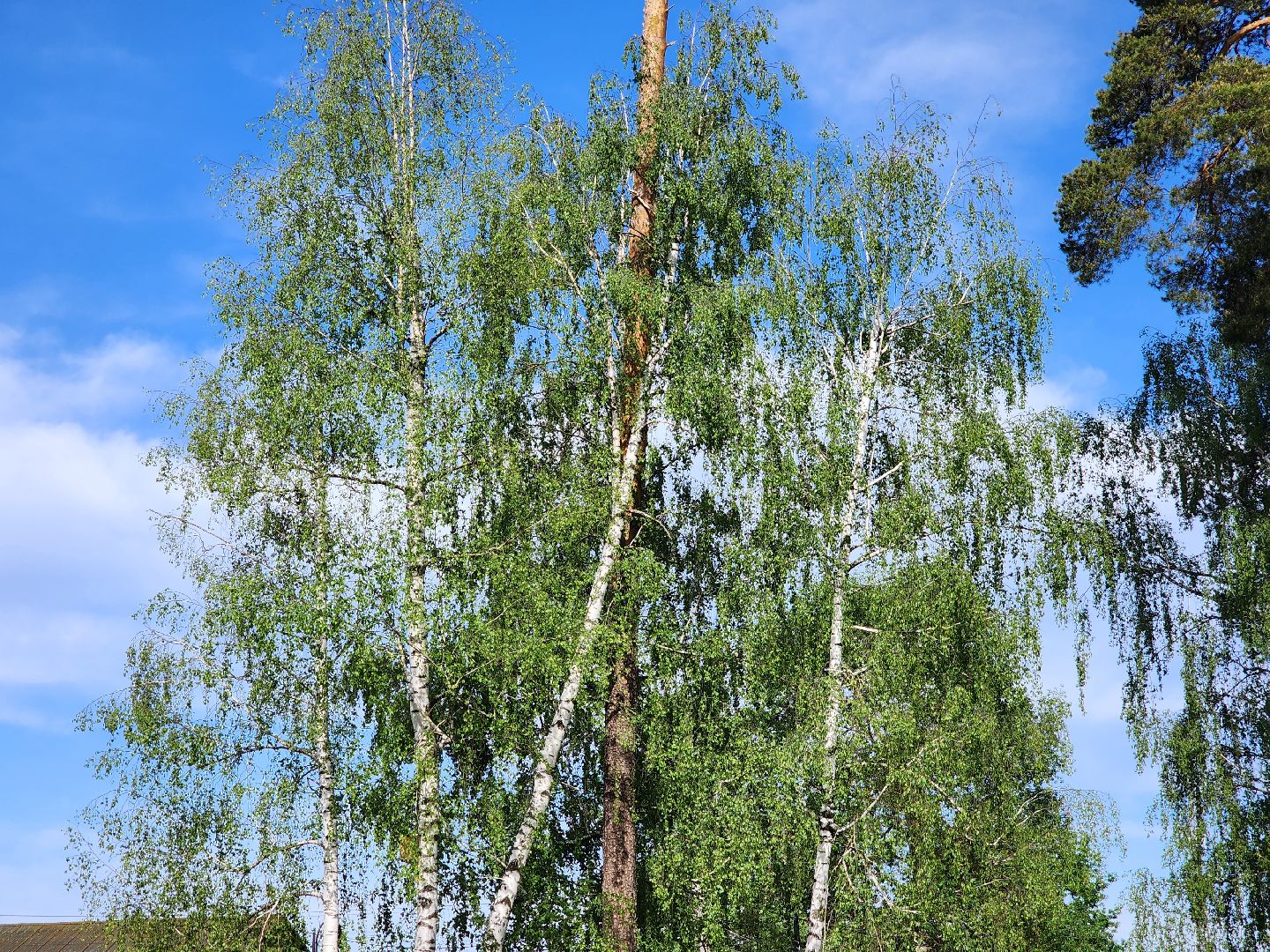 шатурская больница, медицина подмосковья, сезон клещей,