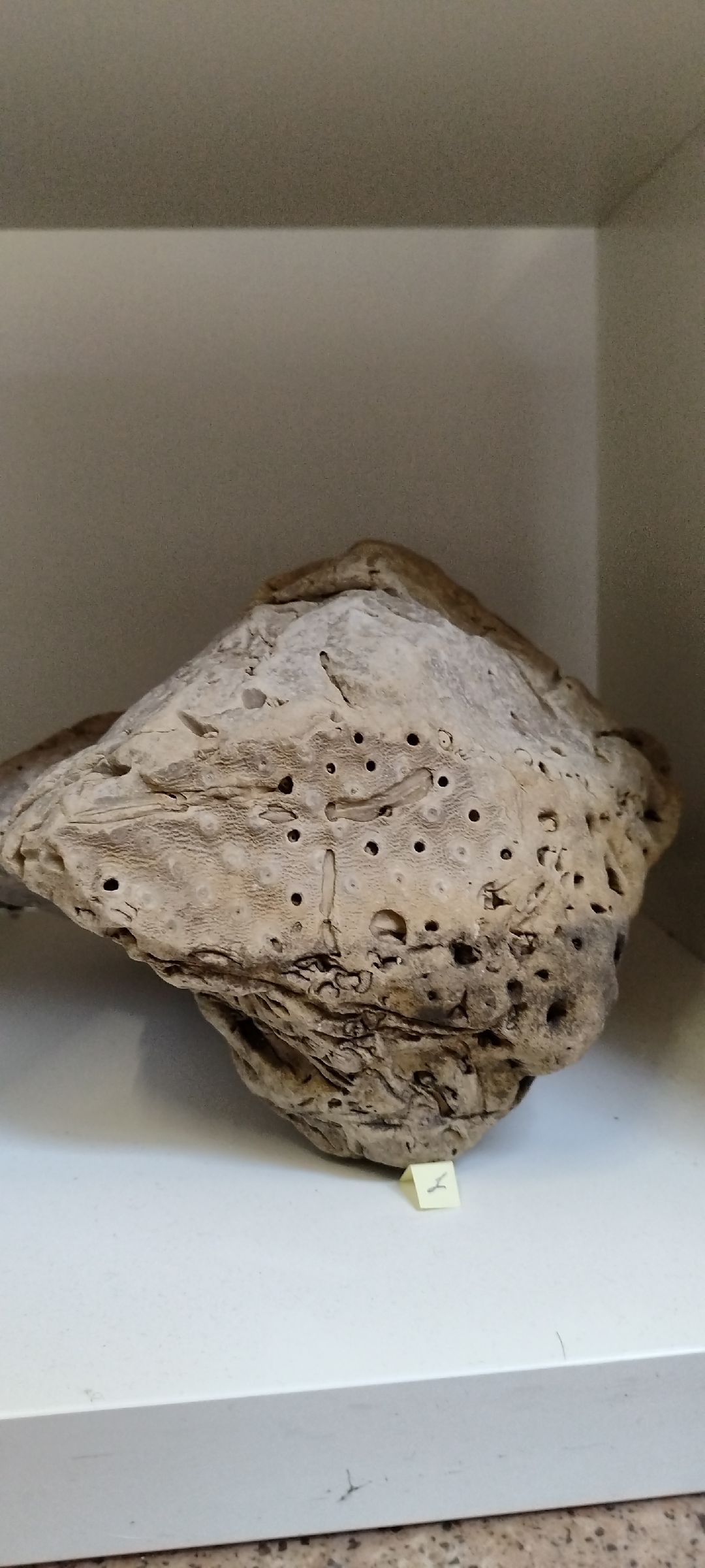 Палеонтолог, Бронницы, Музей