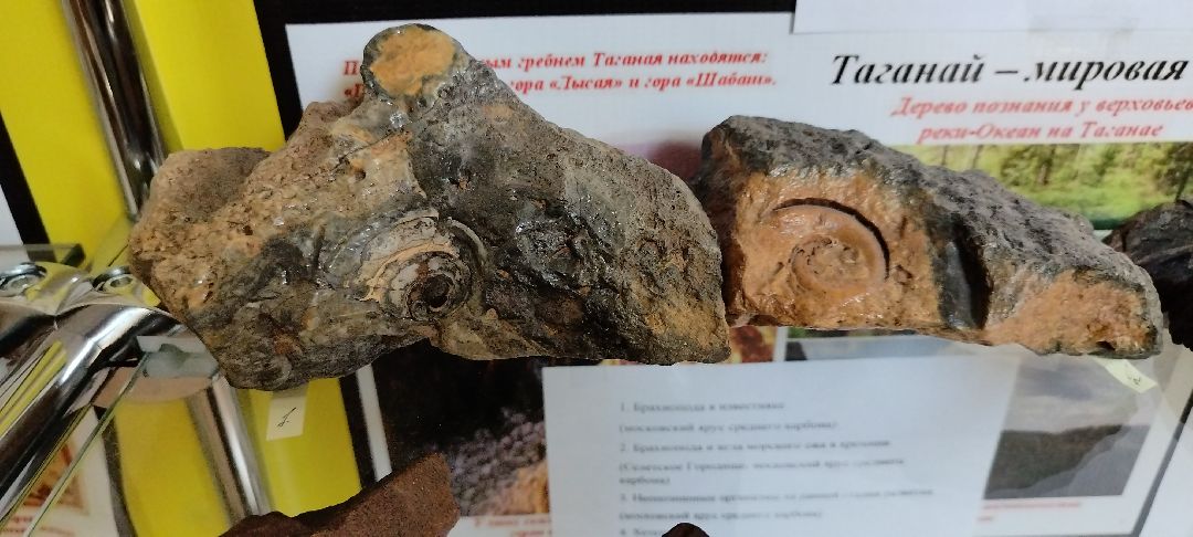 Палеонтолог, Бронницы, Музей