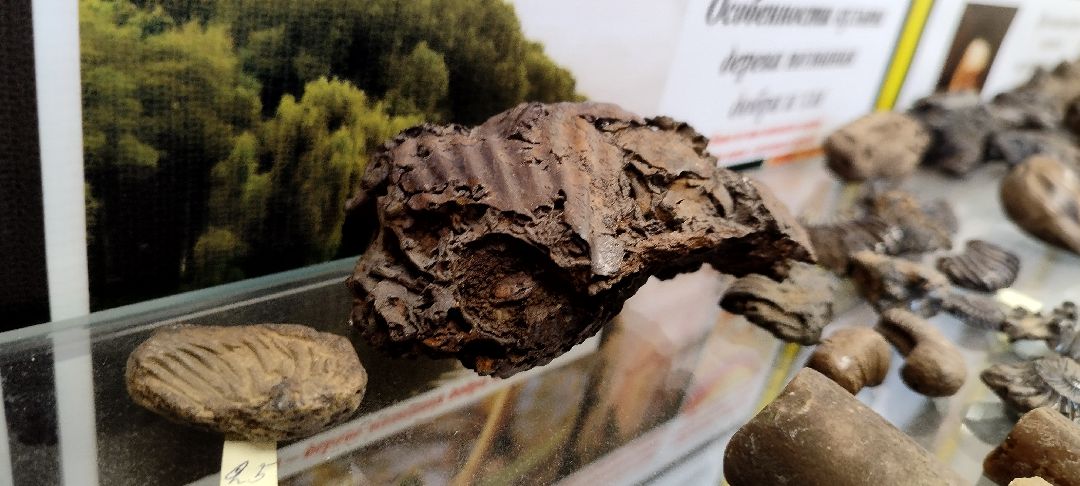 Палеонтолог, Бронницы, Музей