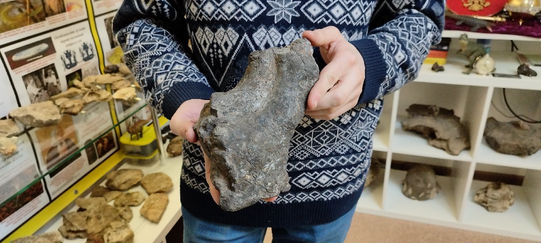 Палеонтолог, Бронницы, Музей