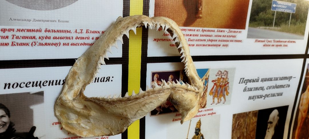 Палеонтолог, Бронницы, Музей