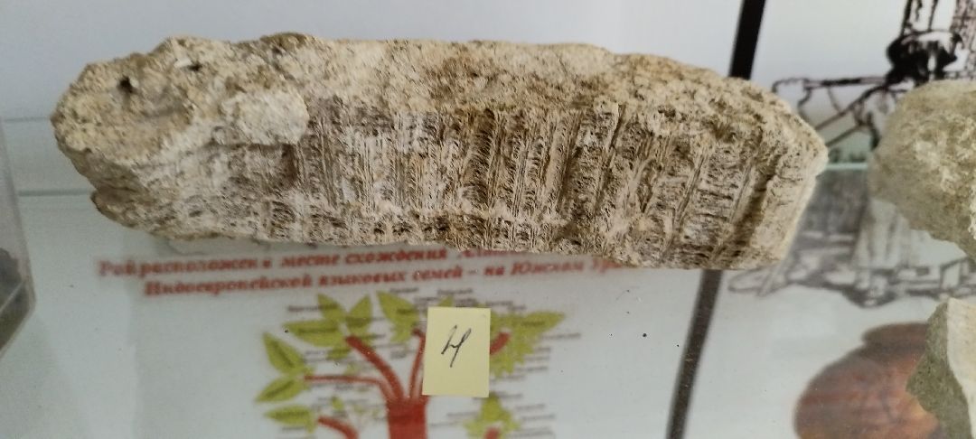 Палеонтолог, Бронницы, Музей