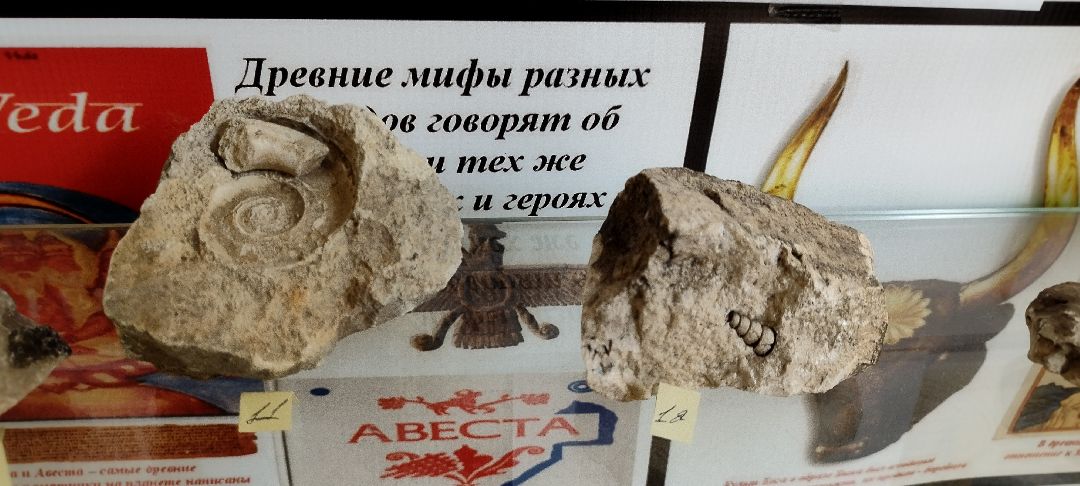 Палеонтолог, Бронницы, Музей