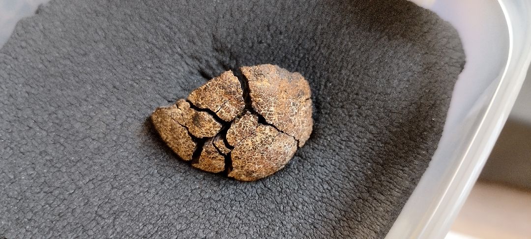 Палеонтолог, Бронницы, Музей