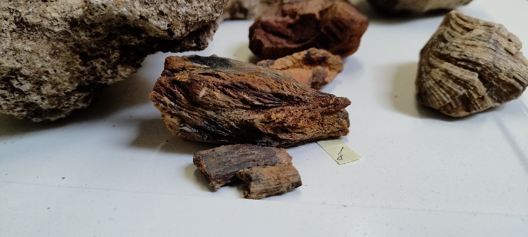 Палеонтолог, Бронницы, Музей