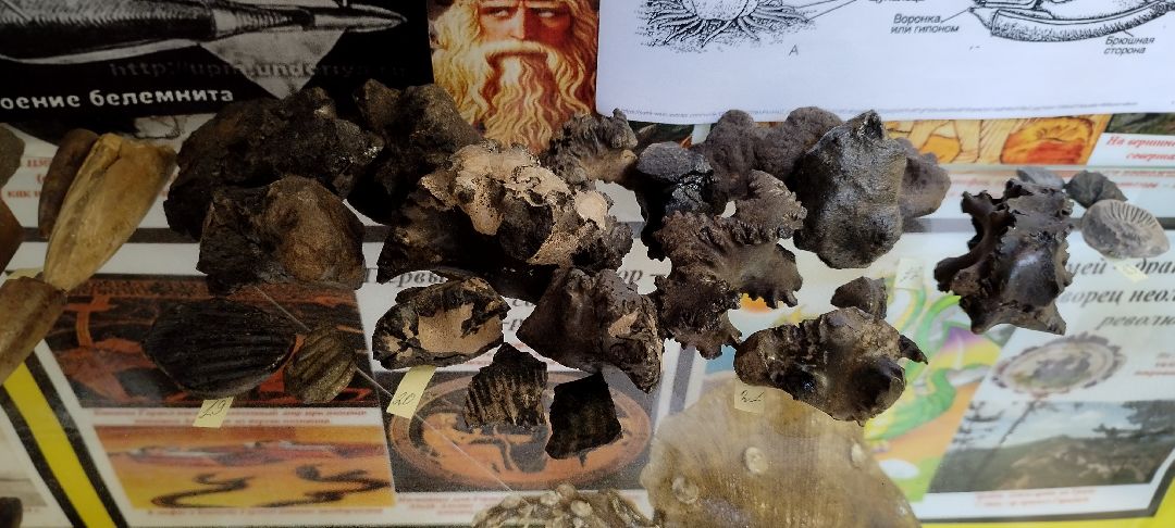 Палеонтолог, Бронницы, Музей