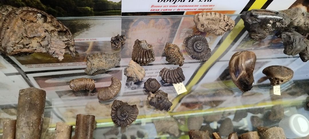 Палеонтолог, Бронницы, Музей
