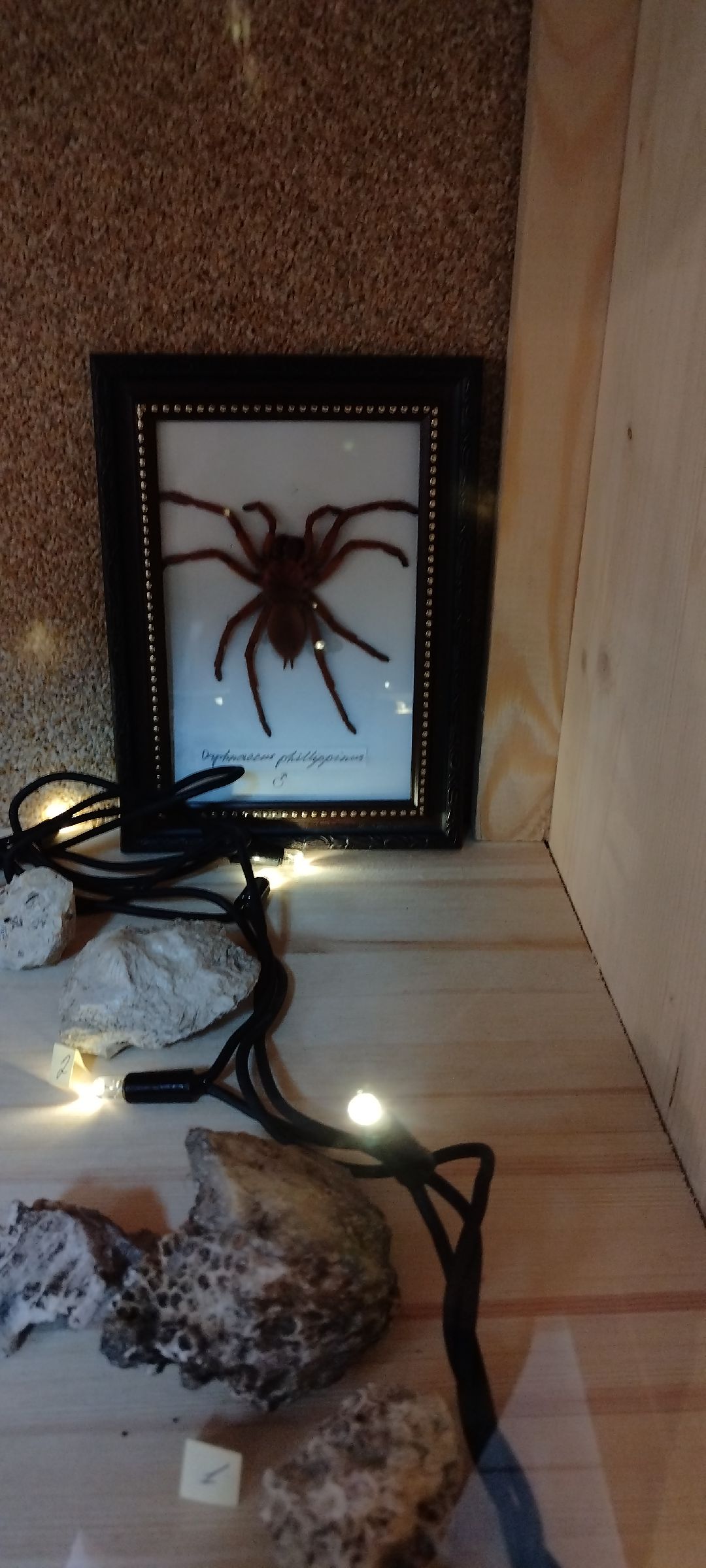 Палеонтолог, Бронницы, Музей