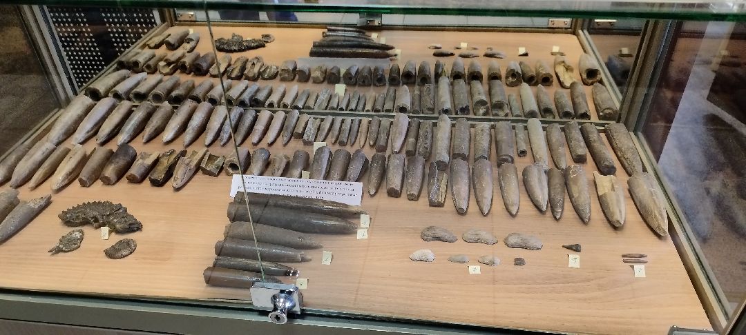 Палеонтолог, Бронницы, Музей