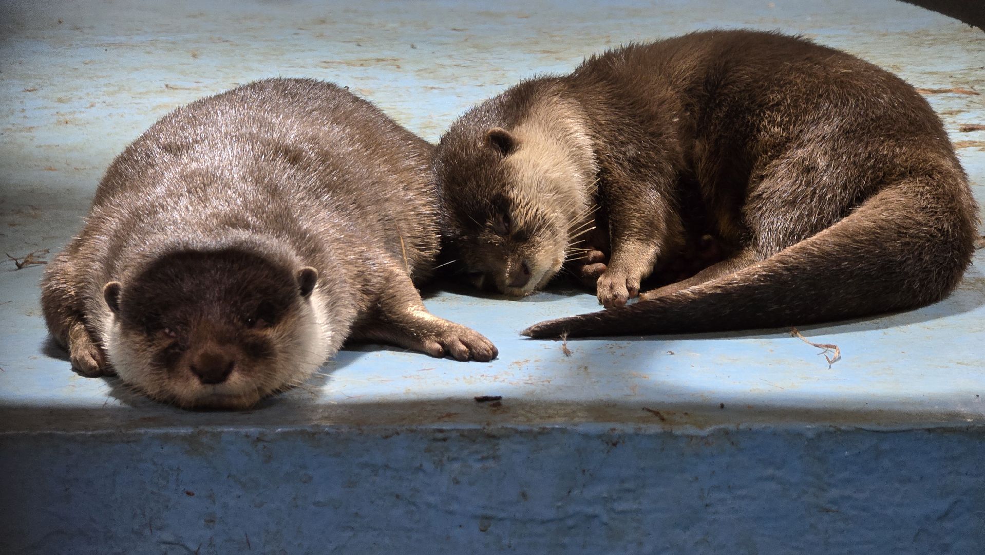 Коломна, экотуризм, крокодиловая ферма,экзотические животные,