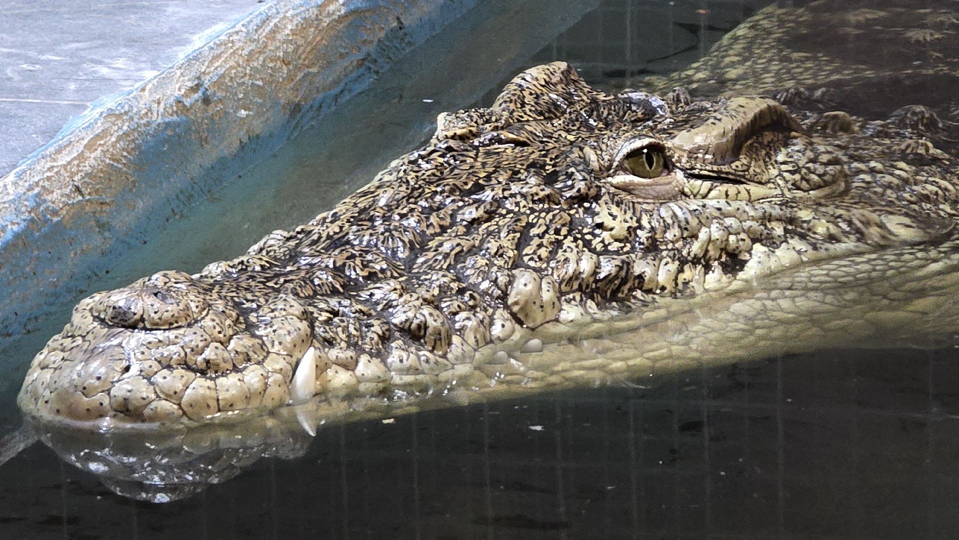 Коломна, экотуризм, крокодиловая ферма,экзотические животные,