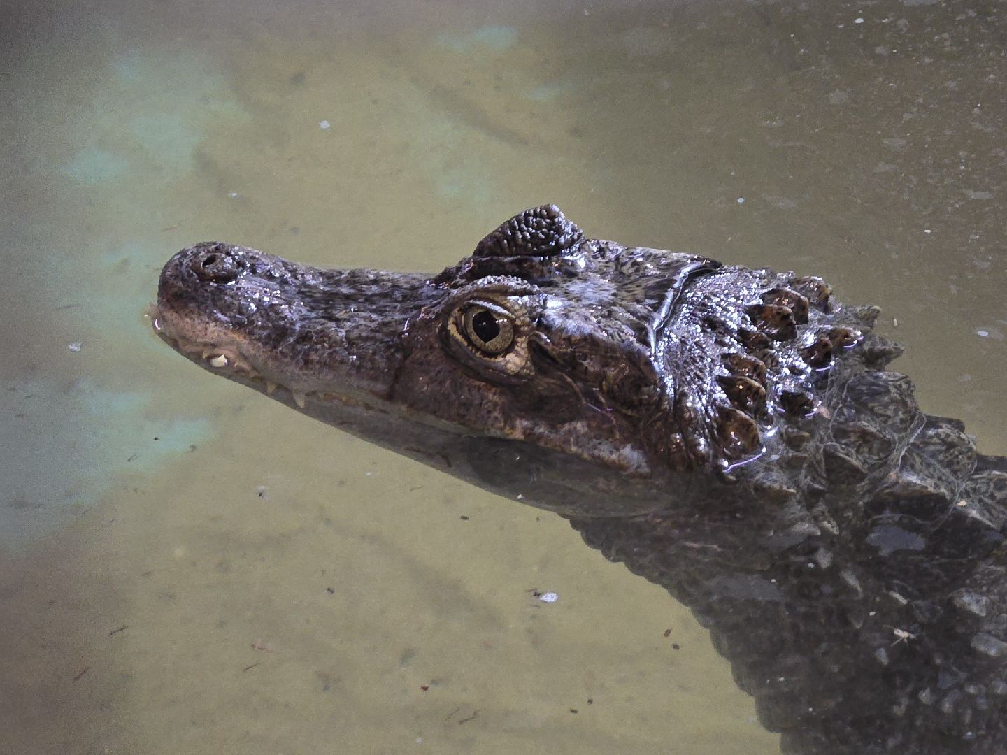 Коломна, экотуризм, крокодиловая ферма,экзотические животные,