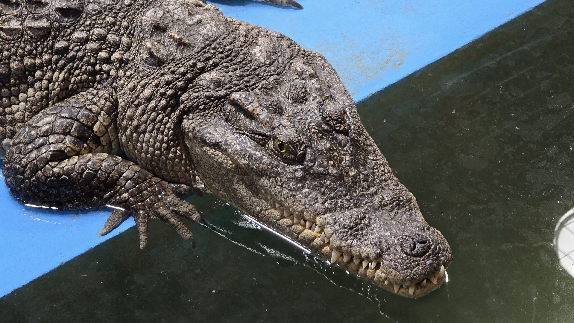 Коломна, экотуризм, крокодиловая ферма,экзотические животные,