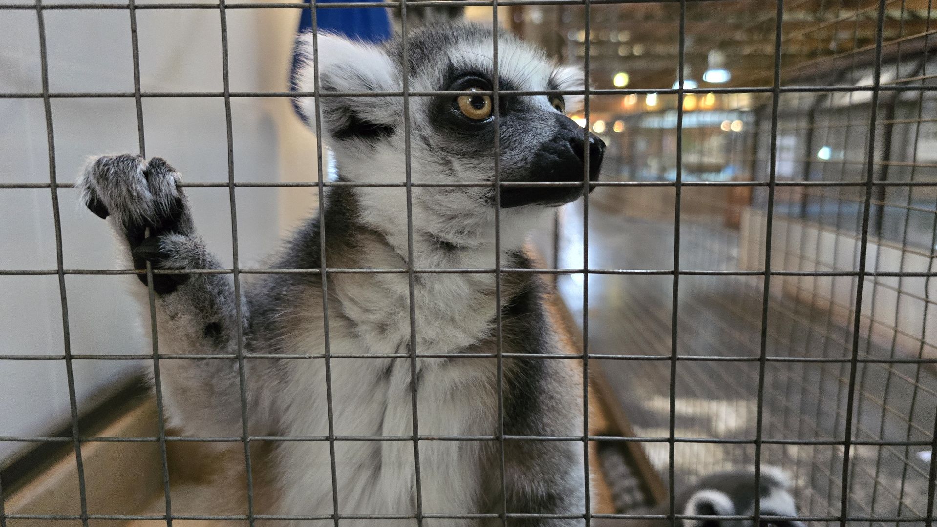 Коломна, экотуризм, крокодиловая ферма,экзотические животные,