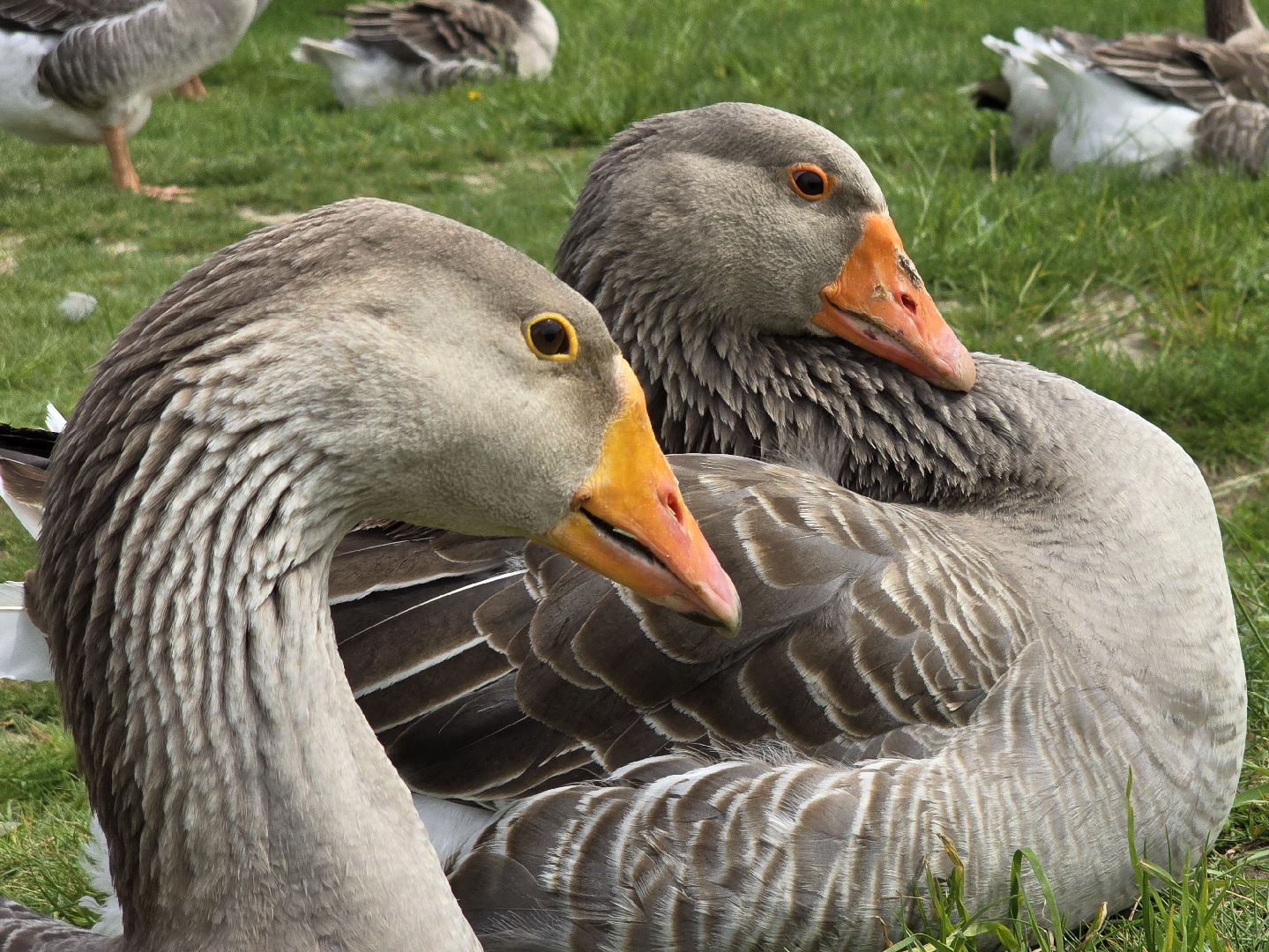 Коломна, экотуризм, крокодиловая ферма,экзотические животные,