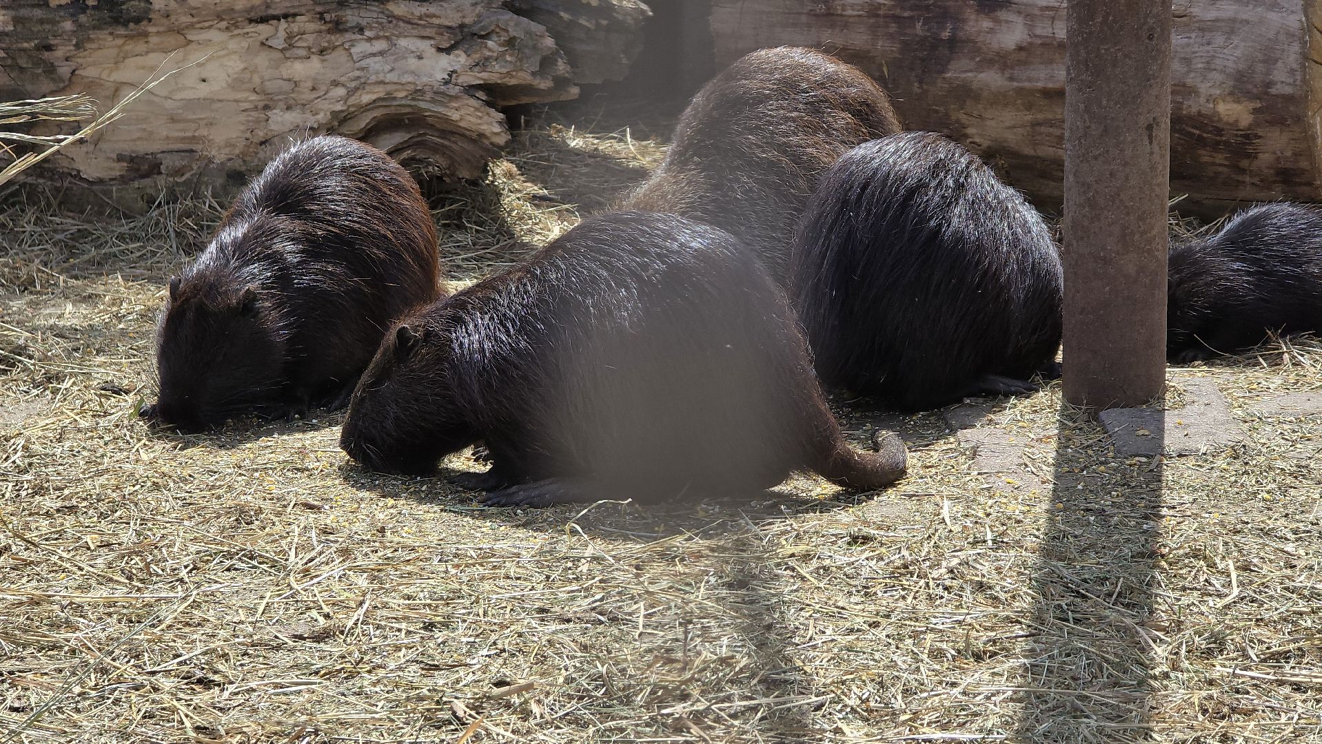 Коломна, экотуризм, крокодиловая ферма,экзотические животные,