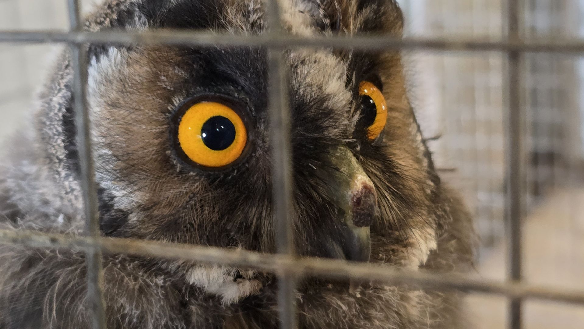 Коломна, экотуризм, крокодиловая ферма,экзотические животные,