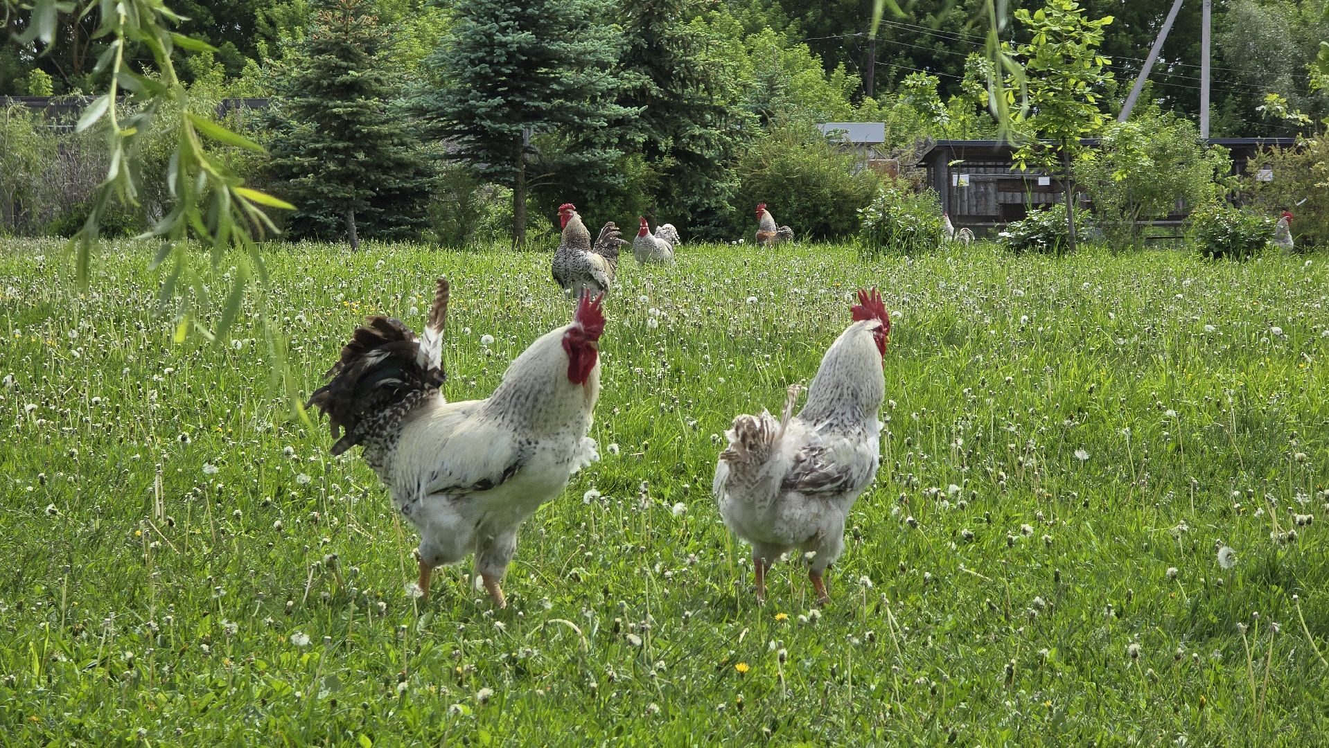 Коломна, экотуризм, крокодиловая ферма,экзотические животные,