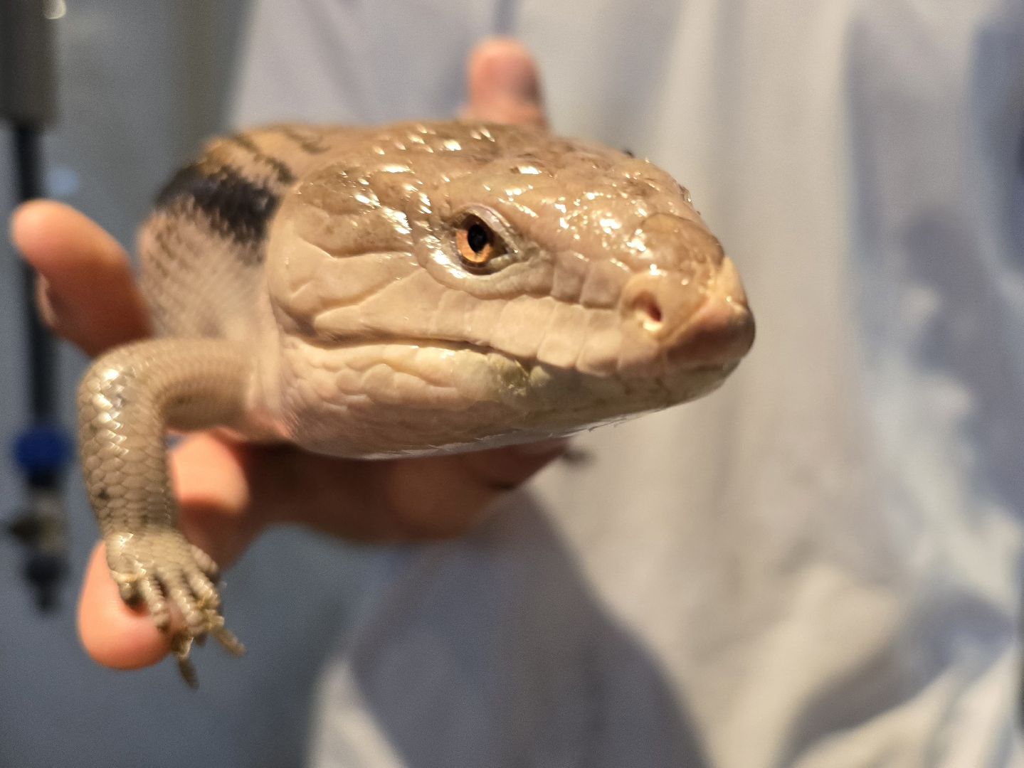 Коломна, экотуризм, крокодиловая ферма,экзотические животные,