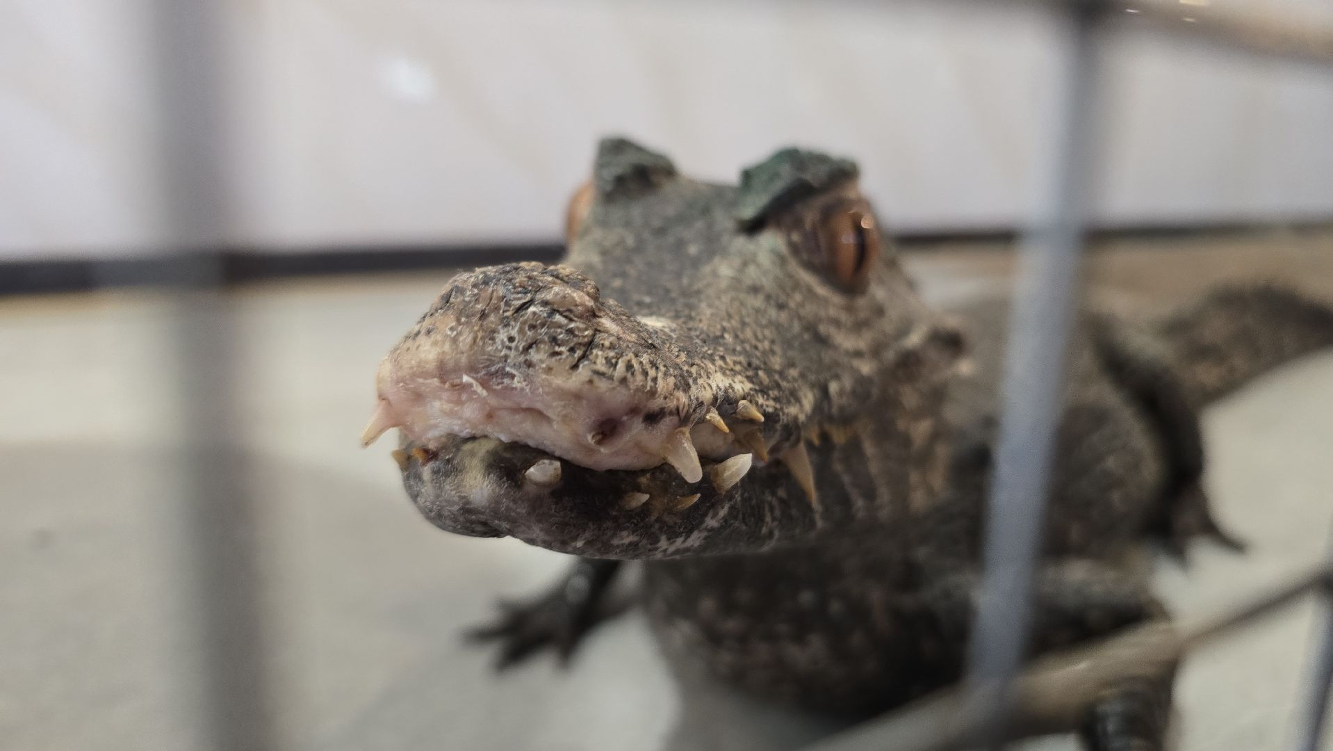 Коломна, экотуризм, крокодиловая ферма,экзотические животные,