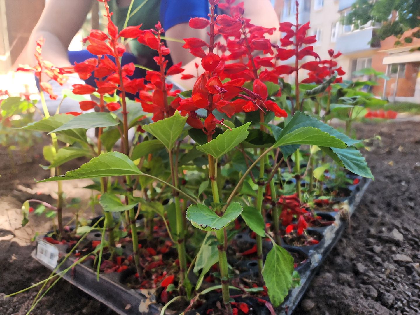 пущино, серпухов, благоустройство, клумбы,