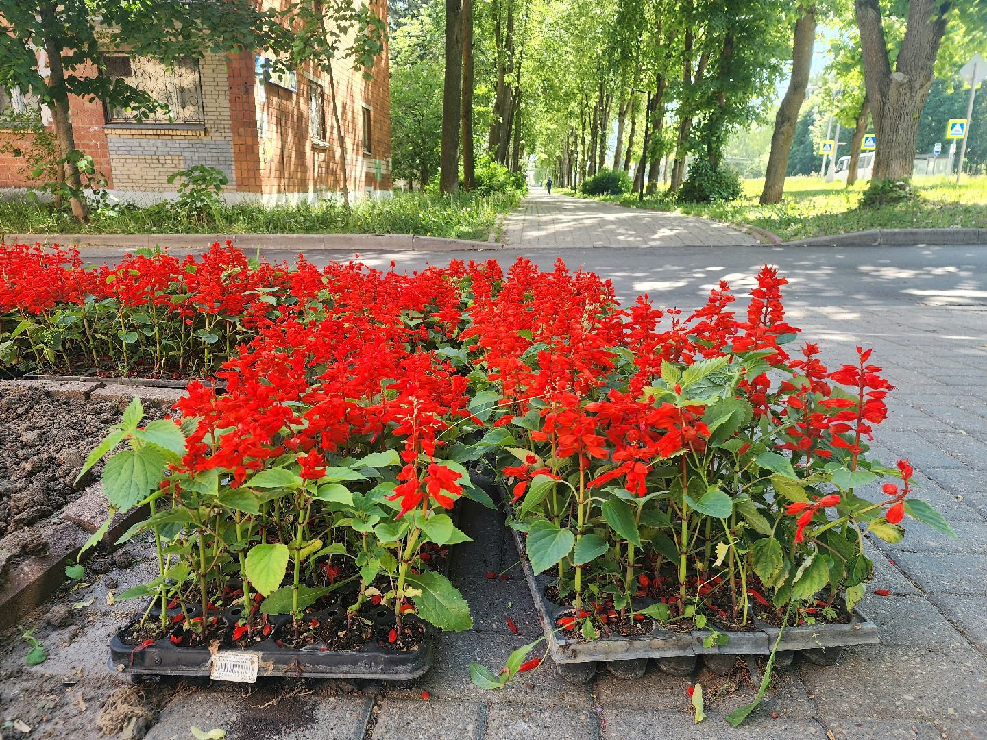 пущино, серпухов, благоустройство, клумбы,