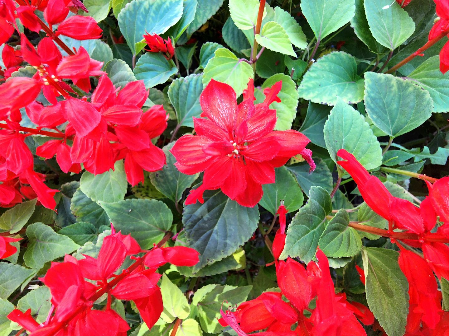 пущино, серпухов, благоустройство, клумбы,