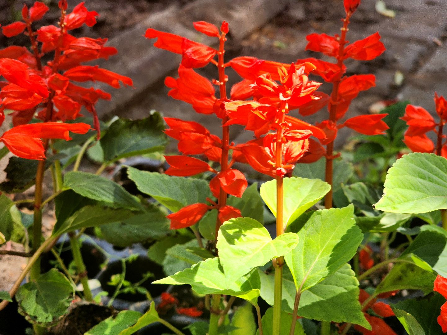 пущино, серпухов, благоустройство, клумбы,