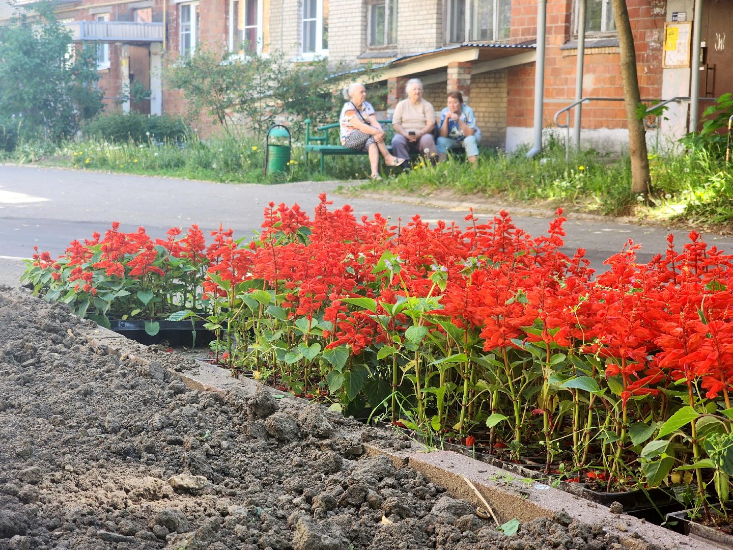 пущино, серпухов, благоустройство, клумбы,