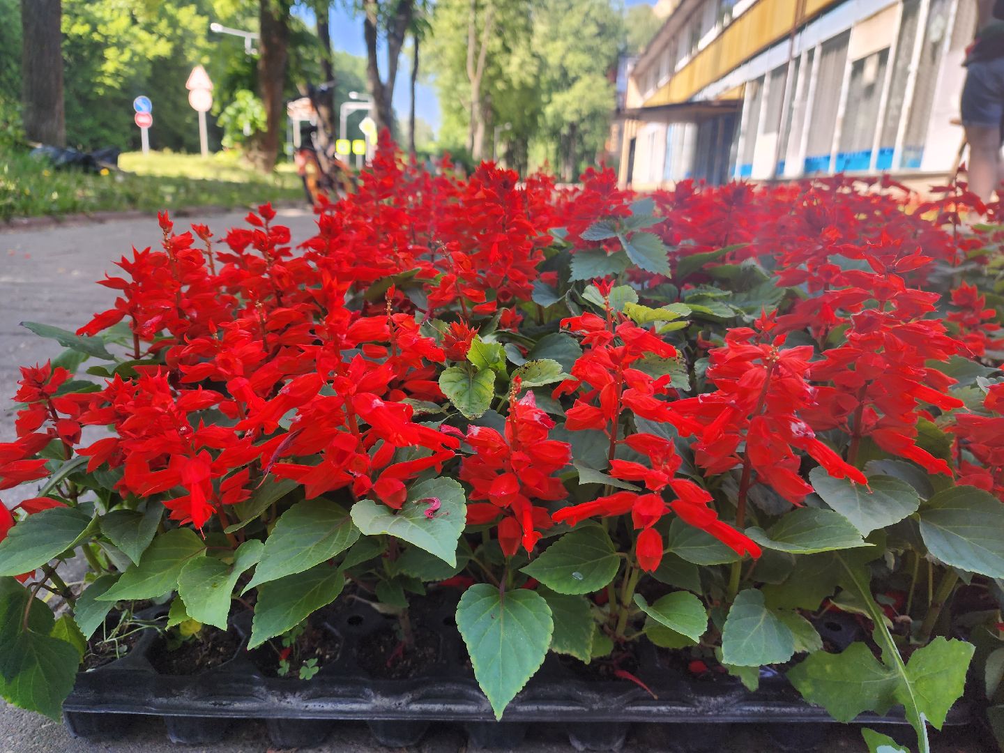 пущино, серпухов, благоустройство, клумбы,