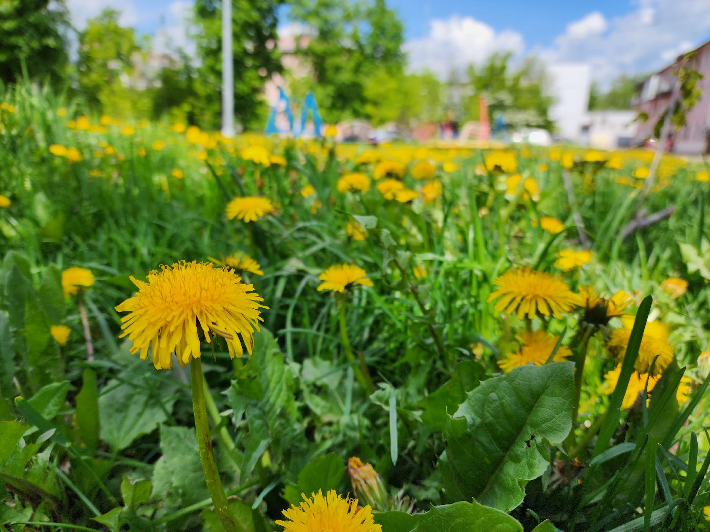 электросталь, голосование, благоустройство, сквер, жители,