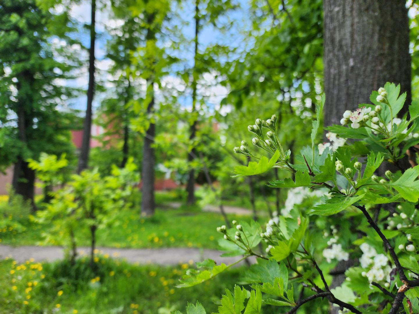 электросталь, голосование, благоустройство, сквер, жители,