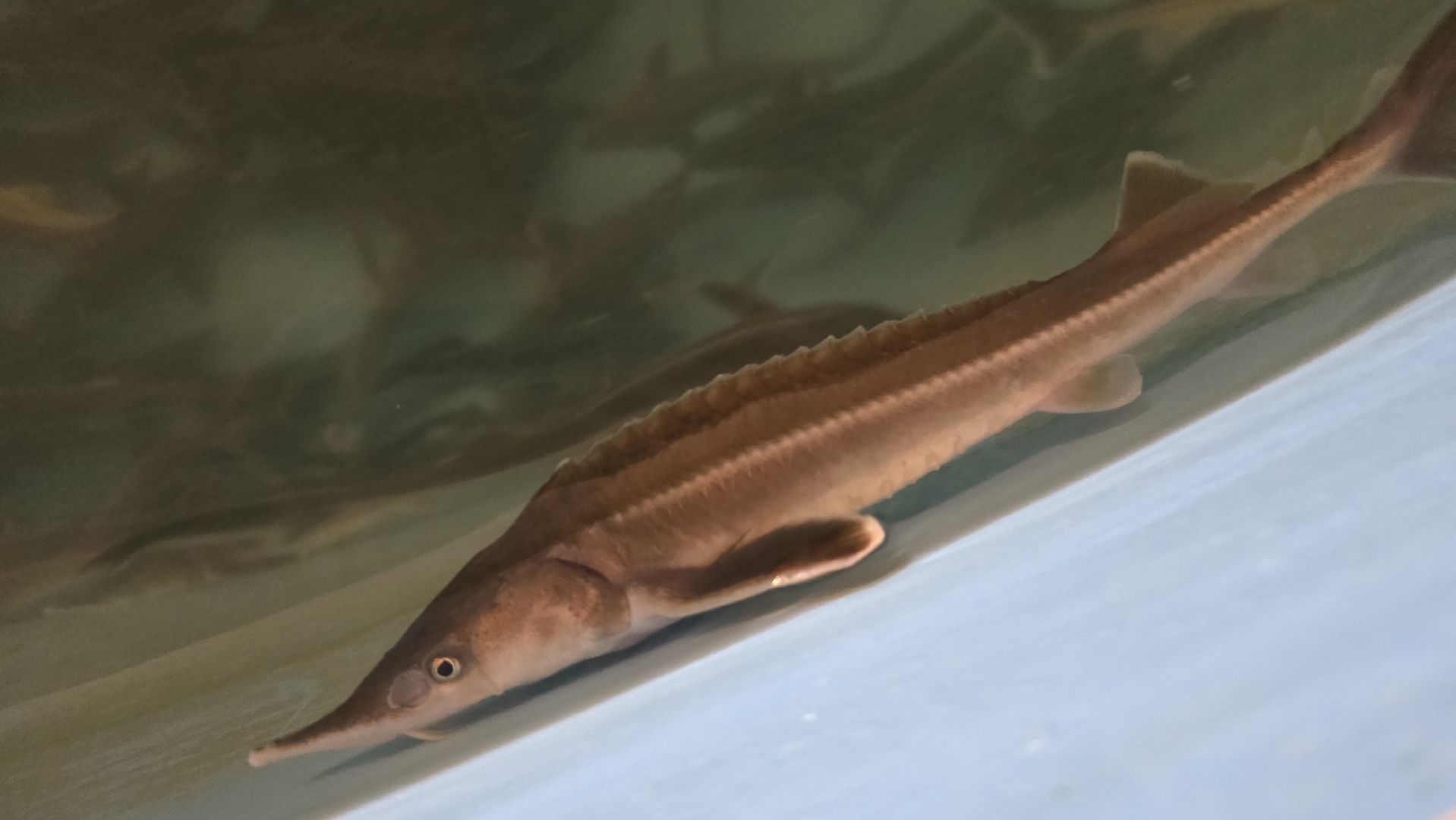 Коломна, экотуризм, разведение осетров,