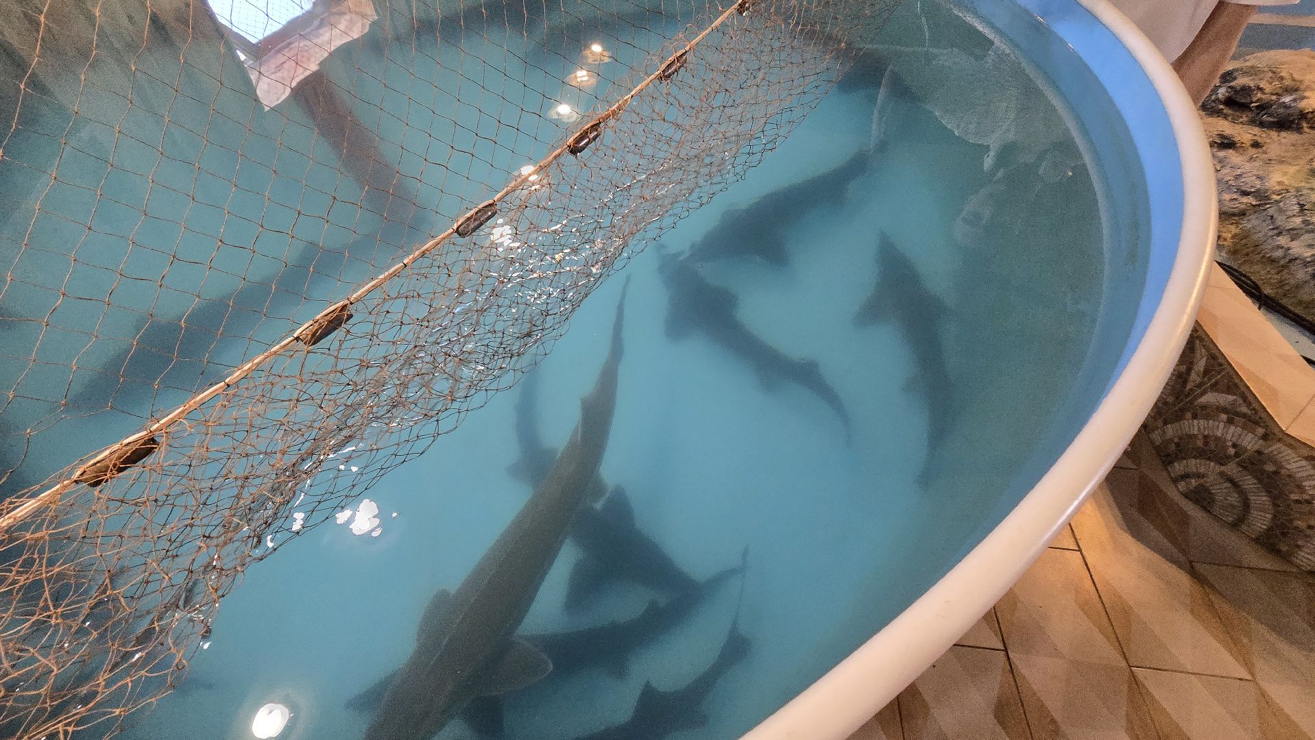 Коломна, экотуризм, разведение осетров,