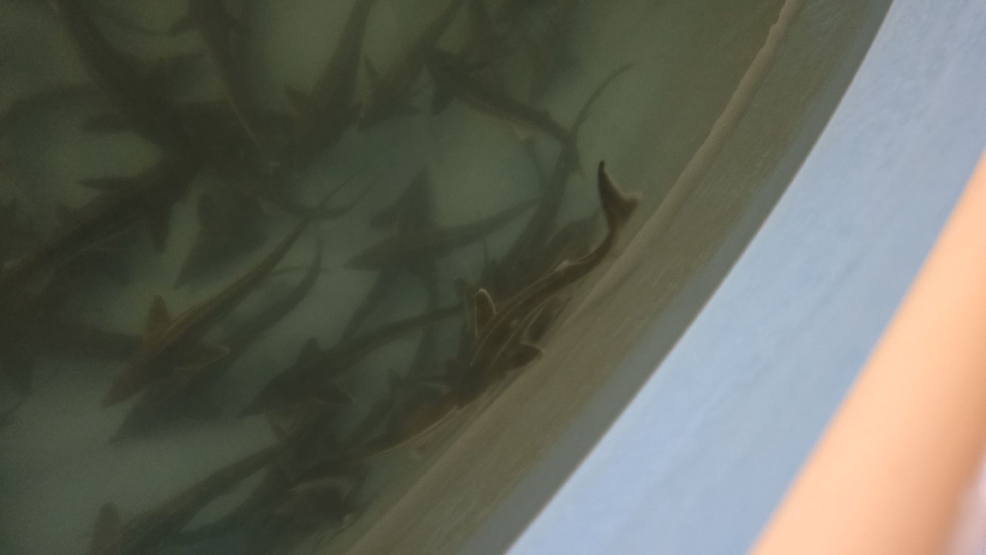 Коломна, экотуризм, разведение осетров,