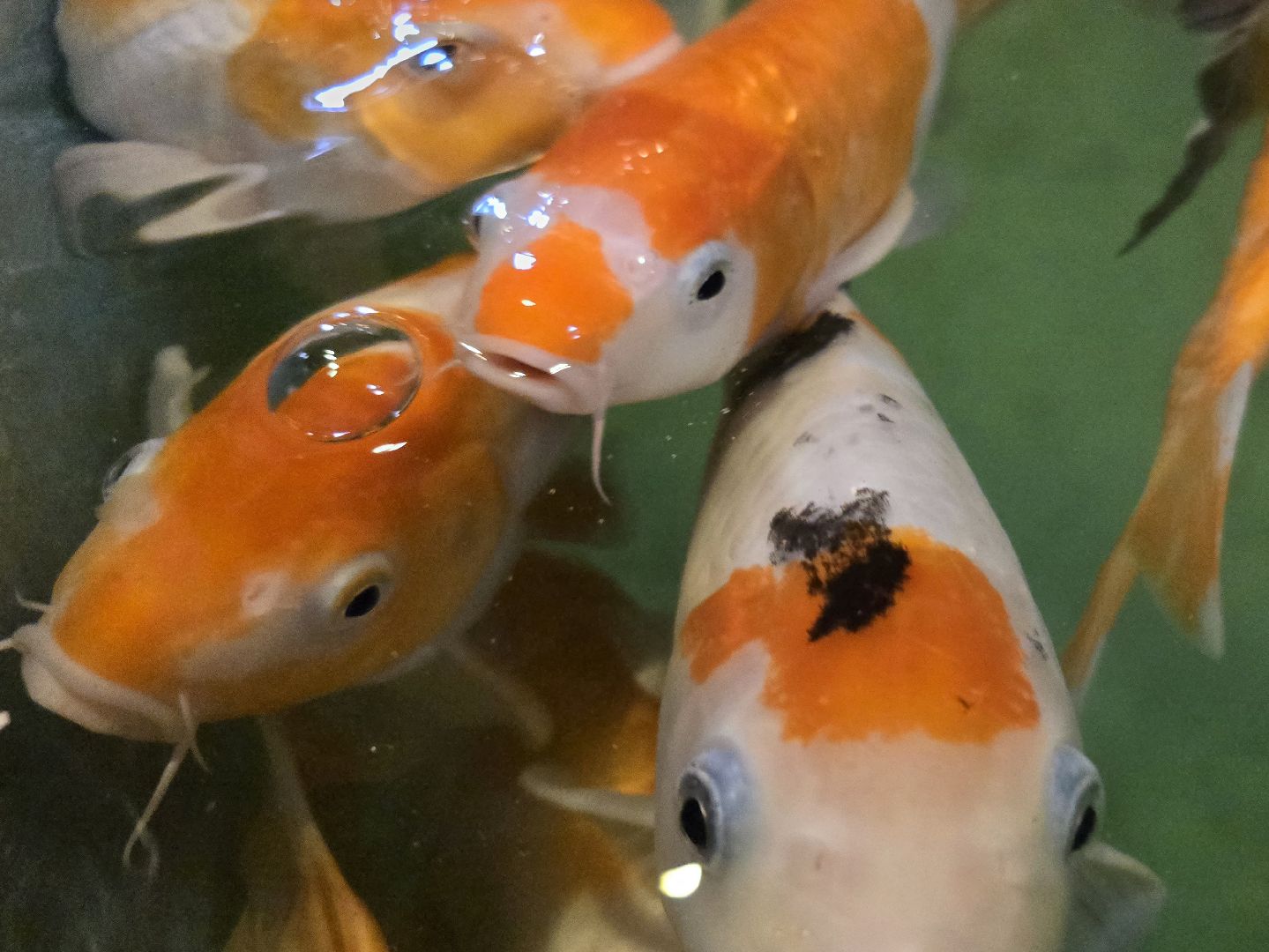 Коломна, экотуризм, разведение осетров,