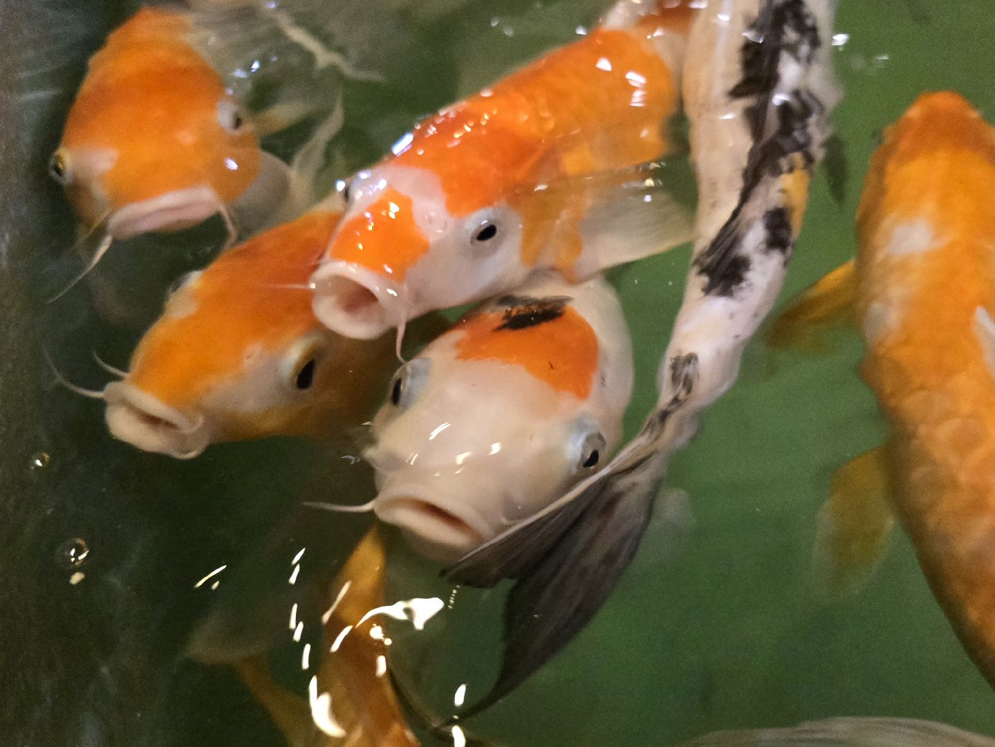 Коломна, экотуризм, разведение осетров,