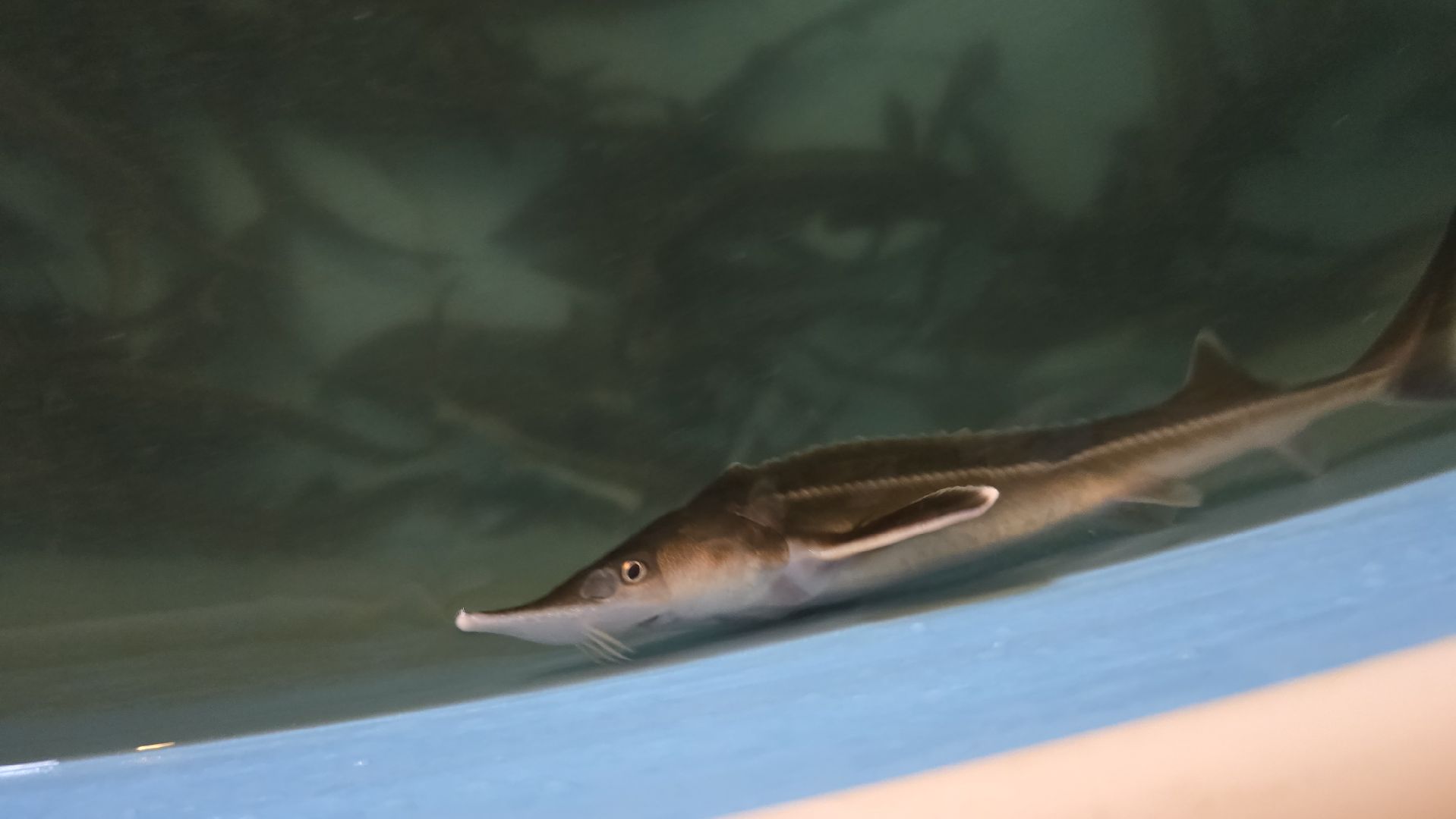 Коломна, экотуризм, разведение осетров,