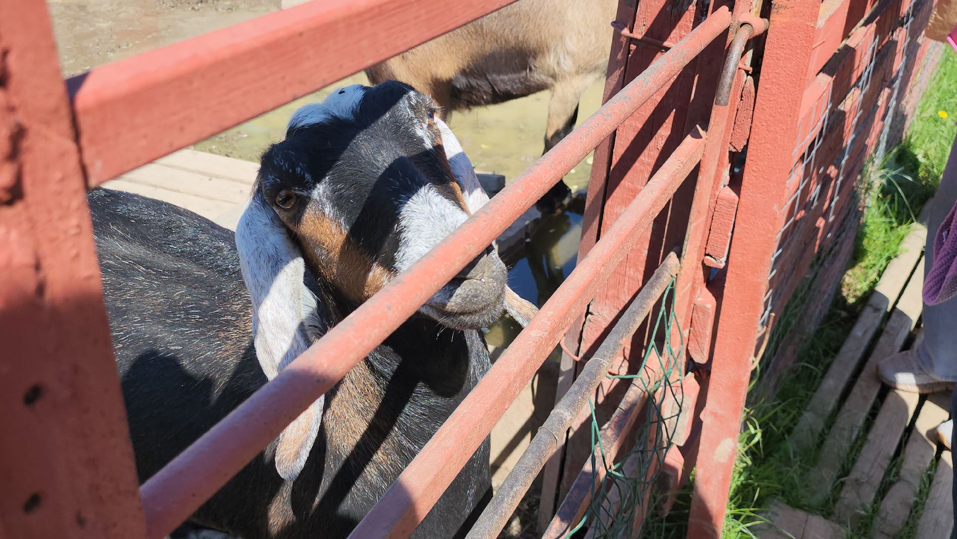 серпухов, подмосковье, страусиная ферма,