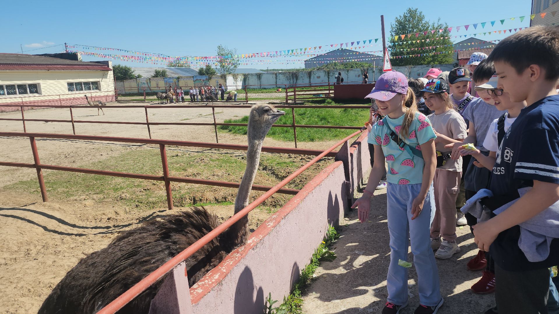 серпухов, подмосковье, страусиная ферма,