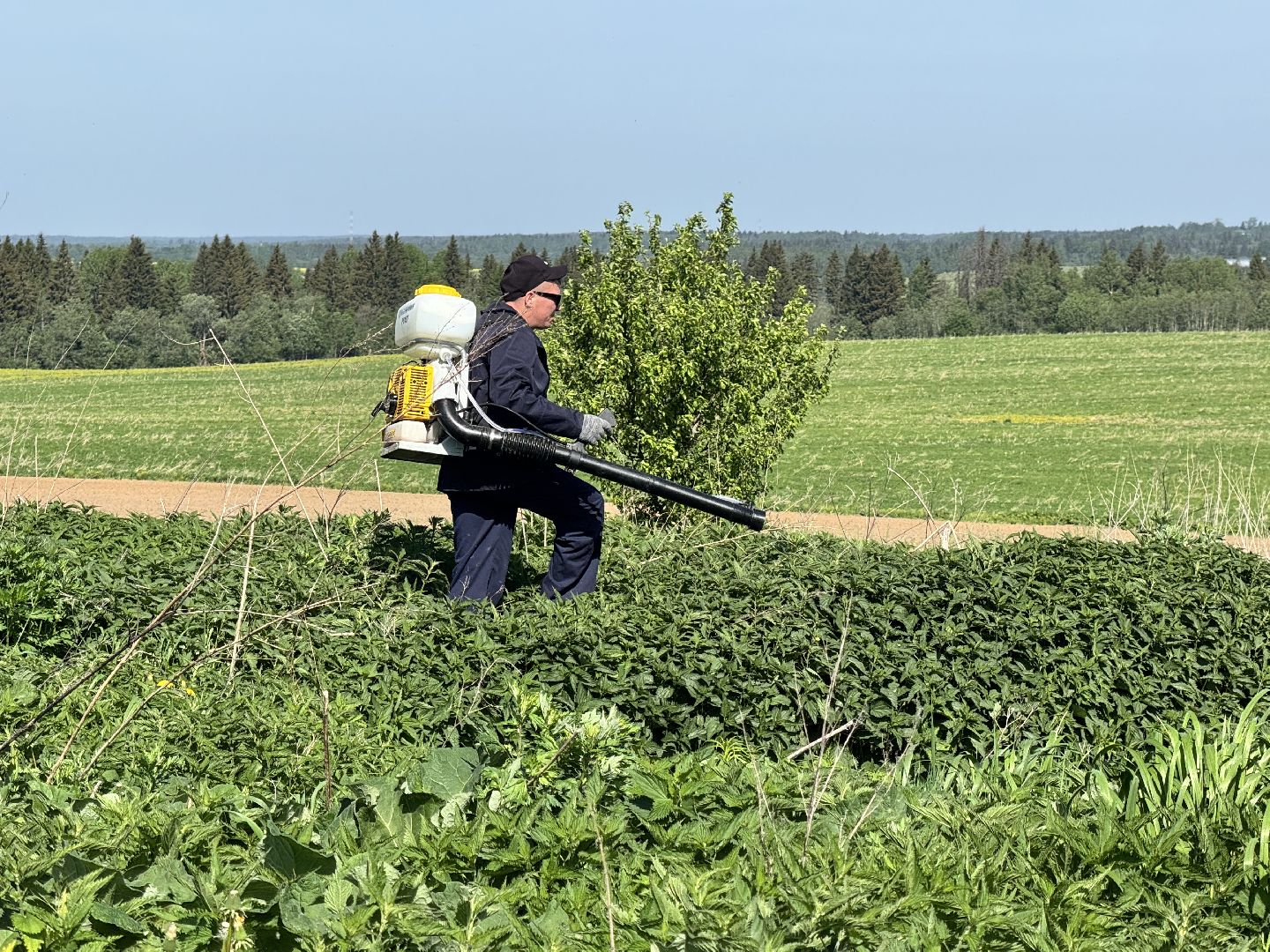 шаховская, борьба с борщевиком, борщевик сосновского,