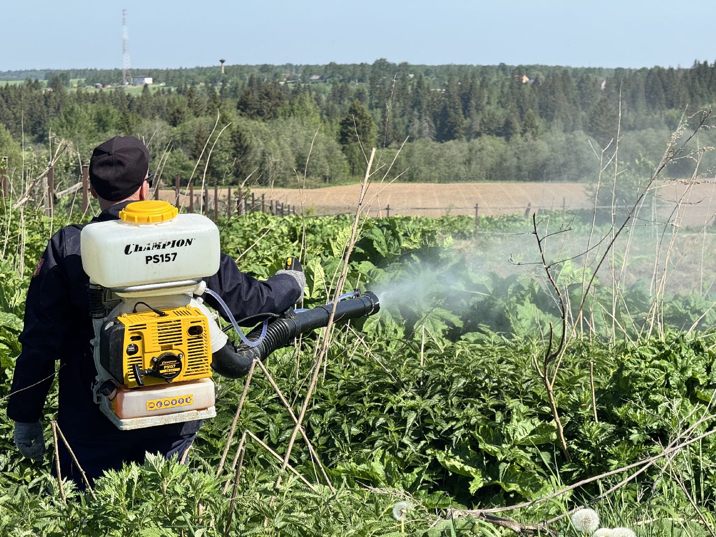 шаховская, борьба с борщевиком, борщевик сосновского,