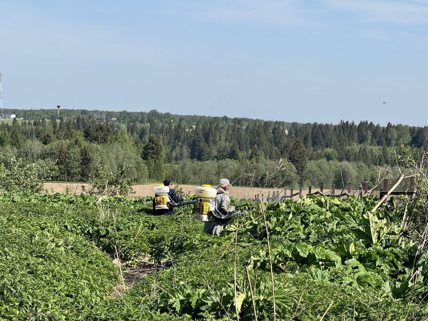шаховская, борьба с борщевиком, борщевик сосновского,